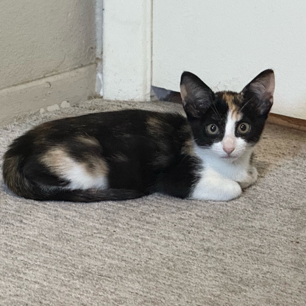 Shelter Stray Female Cat last seen , 8020 Washington St, Port Richey, FL 34668, USA