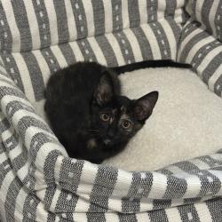 Shelter Stray Female Cat last seen , 8020 Washington St, Port Richey, FL 34668, USA
