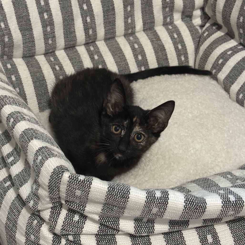 Shelter Stray Female Cat last seen , 8020 Washington St, Port Richey, FL 34668, USA