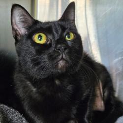 Shelter Stray Female Cat last seen , 14 Forever Friend Ln, Asheville, NC 28806, USA