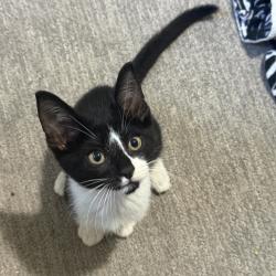 Shelter Stray Male Cat last seen , 8020 Washington St, Port Richey, FL 34668, USA
