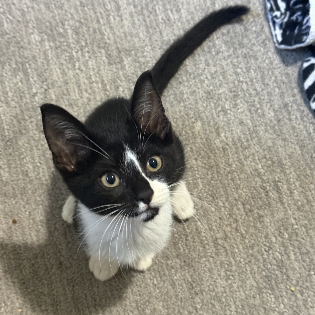 Shelter Stray Male Cat last seen , 8020 Washington St, Port Richey, FL 34668, USA