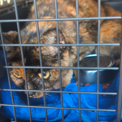 Shelter Stray Unknown Cat last seen , 14 Forever Friend Ln, Asheville, NC 28806, USA