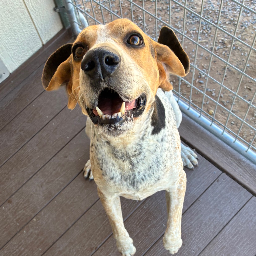 Shelter Stray Male Dog last seen , 1500 Idalia Rd NE, Bernalillo, NM 87004, USA