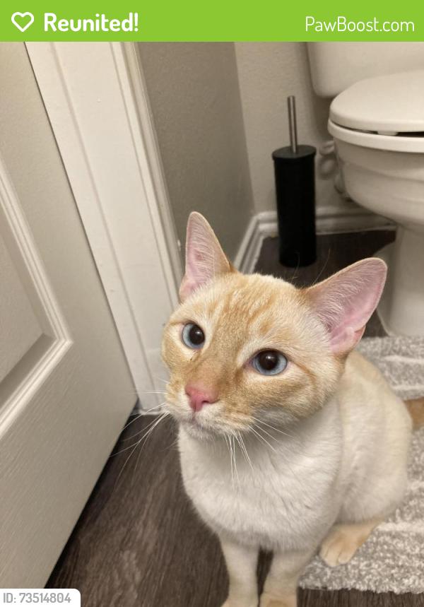 Reunited Unknown Cat last seen Reserve at White Rock s by White Rock lake and Garland rd, Dallas, TX 75218