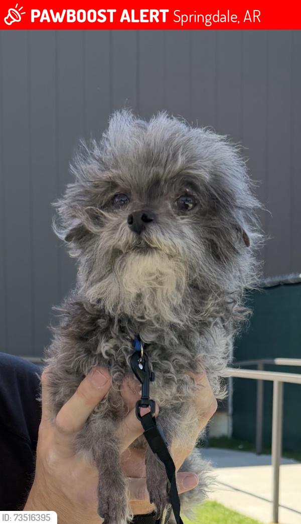 Lost Male Dog last seen 56th & BlackBerry, Elm Springs, Springdale, AR 72762
