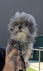 Lost Male Dog last seen 56th & BlackBerry, Elm Springs, Springdale, AR 72762