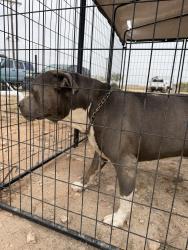 Reunited Male Dog last seen Mesquite oasis rv park, Odessa, TX 79764