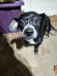 Found/Stray Female Dog last seen NE 23rd & Westminster, Nicoma Park, OK 73084