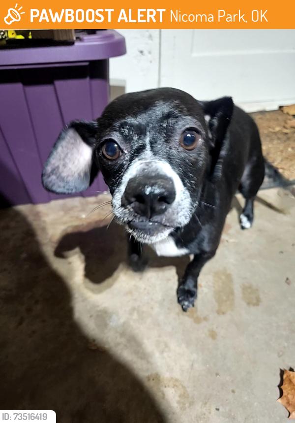 Found/Stray Female Dog last seen NE 23rd & Westminster, Nicoma Park, OK 73084