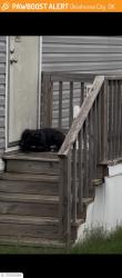 Lost Male Dog last seen Lake overholser, Oklahoma City, OK 73127