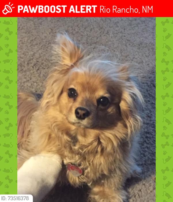 Lost Female Dog last seen Ponderosa and Tarpon, Rio Rancho, NM 87124