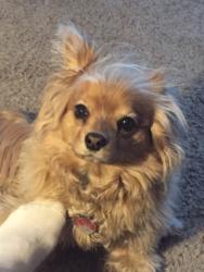 Lost Female Dog last seen Ponderosa and Tarpon, Rio Rancho, NM 87124