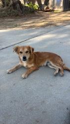 Found/Stray Male Dog last seen Fairmont Park, Santa Anna Bike Trail, Riverside, CA 92501