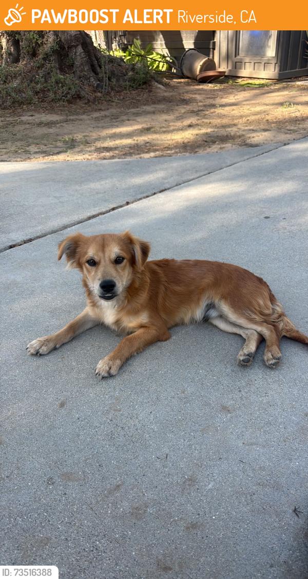 Found/Stray Male Dog last seen Fairmont Park, Santa Anna Bike Trail, Riverside, CA 92501