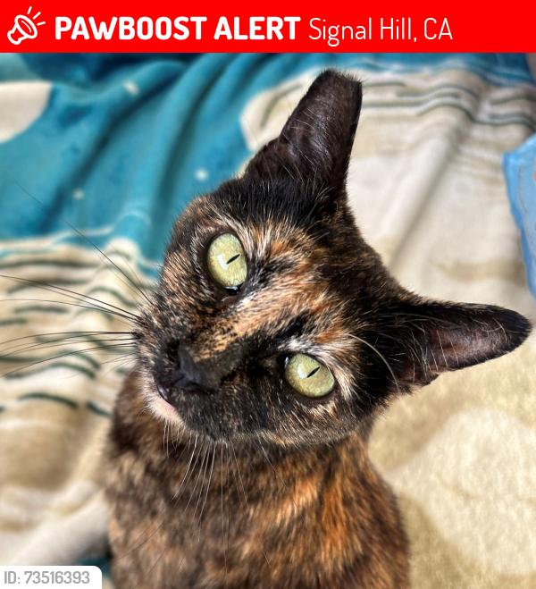 Lost Female Cat last seen Junipero Ave & 19th St, Signal Hill, CA 90755