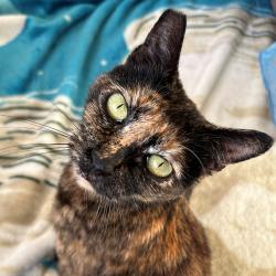 Lost Female Cat last seen Junipero Ave & 19th St, Signal Hill, CA 90755