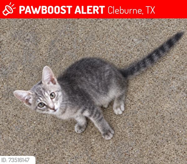 Lost Unknown Cat last seen Ridgeway Laundry, Cleburne, TX 76033