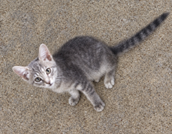 Lost Unknown Cat last seen Ridgeway Laundry, Cleburne, TX 76033