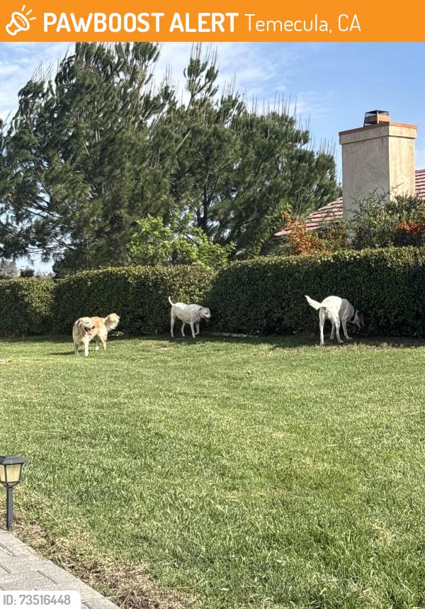 Found/Stray Unknown Dog last seen Rancho California/ meadows pkwy, Temecula, CA 92591
