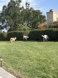 Found/Stray Unknown Dog last seen Rancho California/ meadows pkwy, Temecula, CA 92591