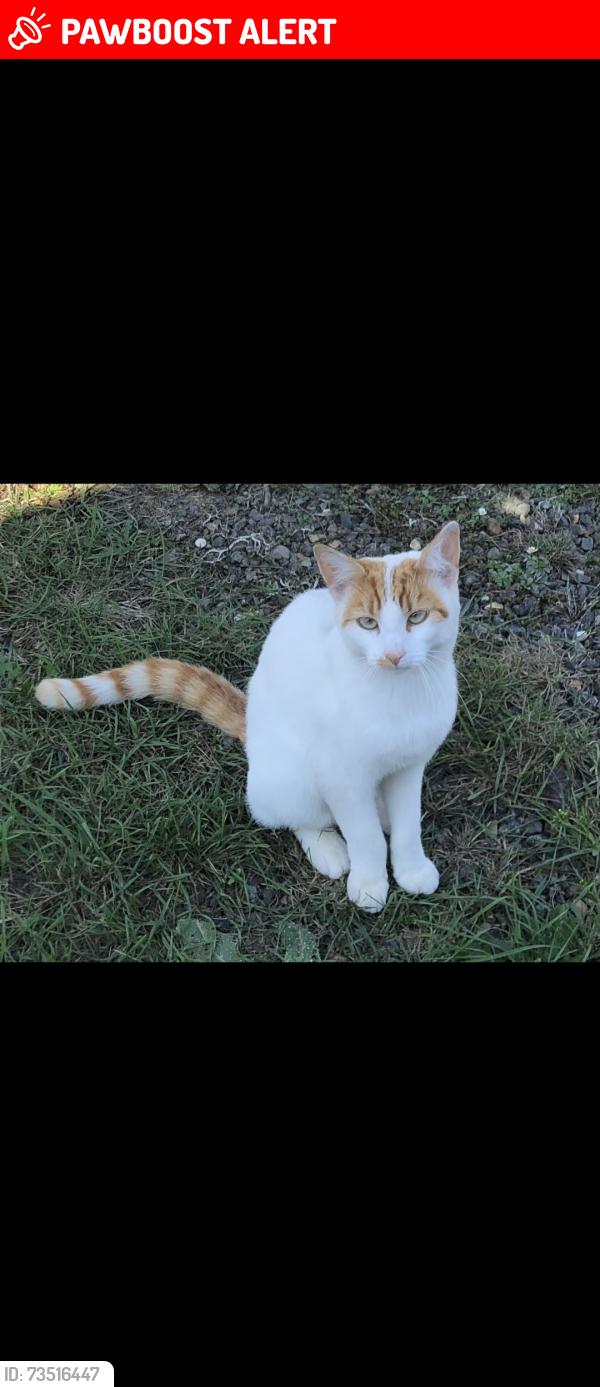 Lost Female Cat last seen Old road , sea front way, Frinton-on-Sea, England 