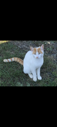 Lost Female Cat last seen Old road , sea front way, Frinton-on-Sea, England 