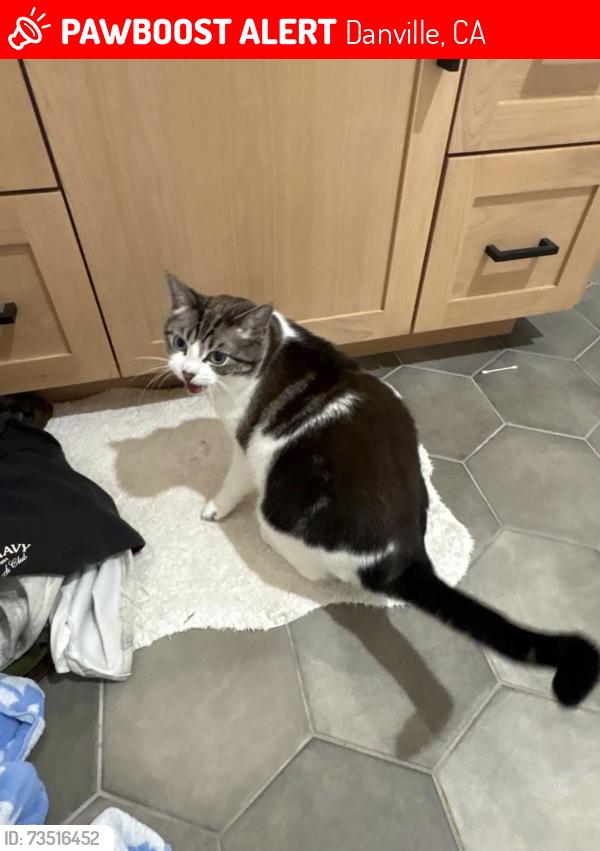 Lost Female Cat last seen Via Hermosa and La Questa Dr, Danville, CA 94526