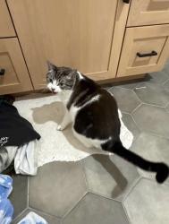 Lost Female Cat last seen Via Hermosa and La Questa Dr, Danville, CA 94526