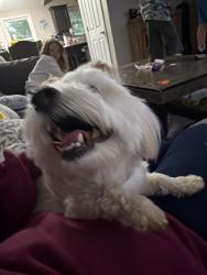 Reunited Female Dog last seen Featherston Dr, Lexington, KY 40515