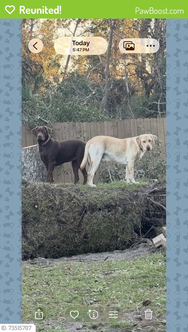 Reunited Female Dog last seen Harbor Square Northpointe neighborhoods, Pensacola, FL 32514
