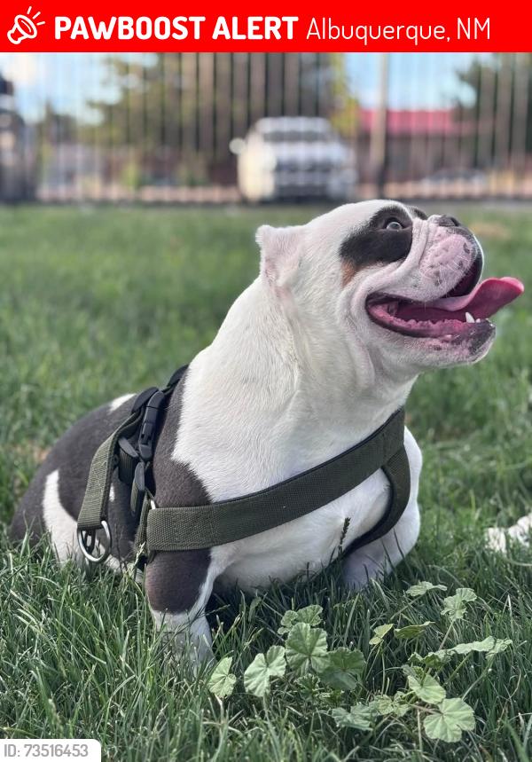 Lost Male Dog last seen Arenal and Goff, Albuquerque, NM 87105