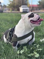 Lost Male Dog last seen Arenal and Goff, Albuquerque, NM 87105