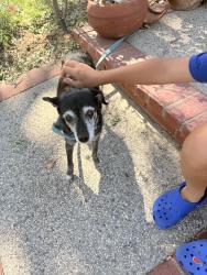 Reunited Male Dog last seen Avenida de las Flores, Thousand Oaks, CA 91360