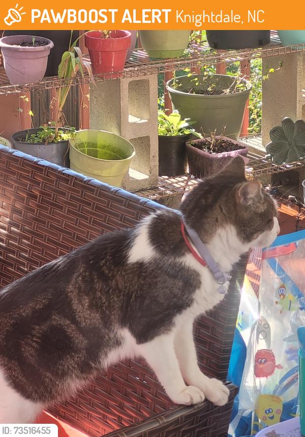 Found/Stray Unknown Cat last seen Emerald pointe neighborhood, Knightdale, NC 27545