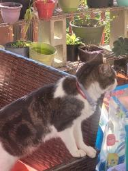 Found/Stray Unknown Cat last seen Emerald pointe neighborhood, Knightdale, NC 27545