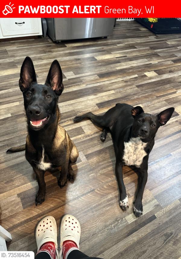 Lost Unknown Dog last seen Packerland Dr, Green Bay, WI 54313
