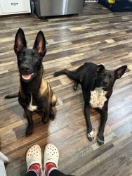 Lost Unknown Dog last seen Packerland Dr, Green Bay, WI 54313