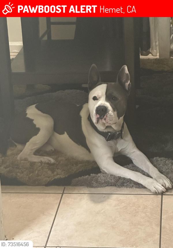 Lost Male Dog last seen state street, Hemet, CA 92543