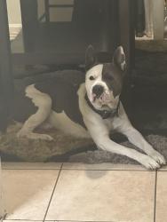 Lost Male Dog last seen state street, Hemet, CA 92543