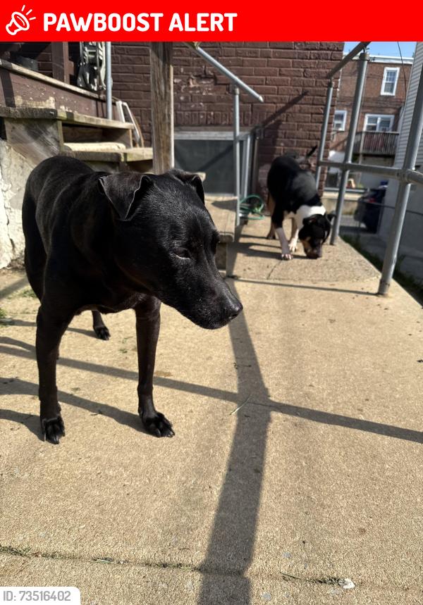 Lost Female Dog last seen Radbourne and long lane, Upper Darby Township, PA 19082