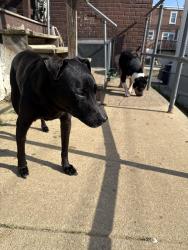 Lost Female Dog last seen Radbourne and long lane, Upper Darby Township, PA 19082