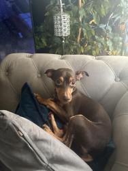 Reunited Female Dog last seen Division & Main st, Crete, IL 60417