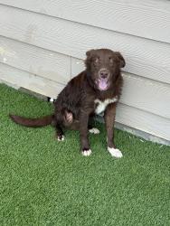 Found/Stray Male Dog last seen Villages of Carmel in Denton, Denton, TX 76208
