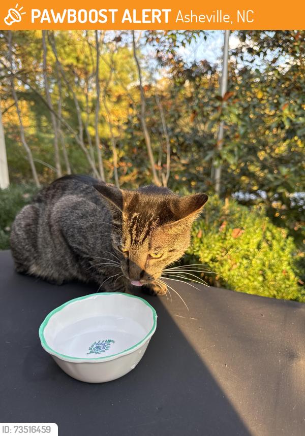 Found/Stray Unknown Cat last seen I never checked my email, so please call me at. The cat is at our hse right now., Asheville, NC 28804