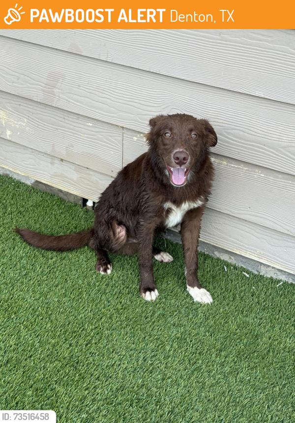Found/Stray Male Dog last seen Villages of Carmel in Denton, Denton, TX 76208