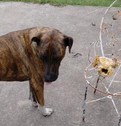 Reunited Female Dog last seen Clown Burgers, Fort Worth, TX 76117