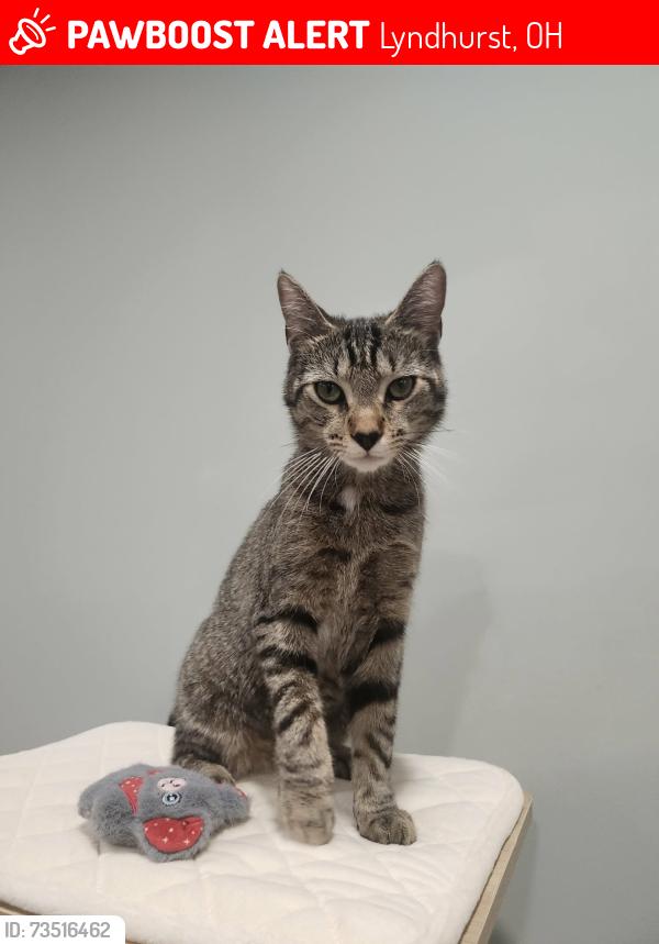 Lost Male Cat last seen Dave's market, Lyndhurst, OH 44124