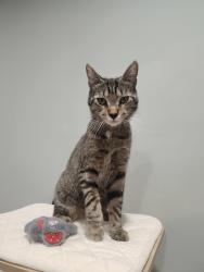 Lost Male Cat last seen Dave's market, Lyndhurst, OH 44124