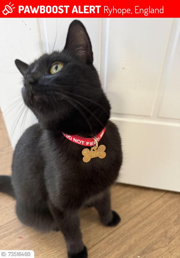 Lost Female Cat last seen The garage on the green, Ryhope, England 